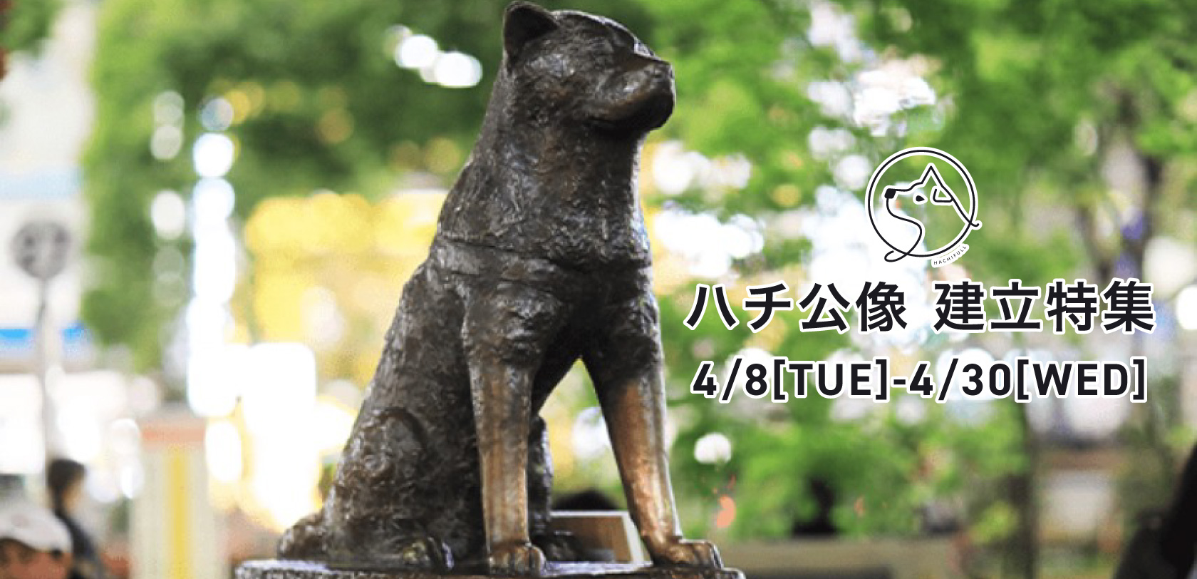 hachi_banner.jpg