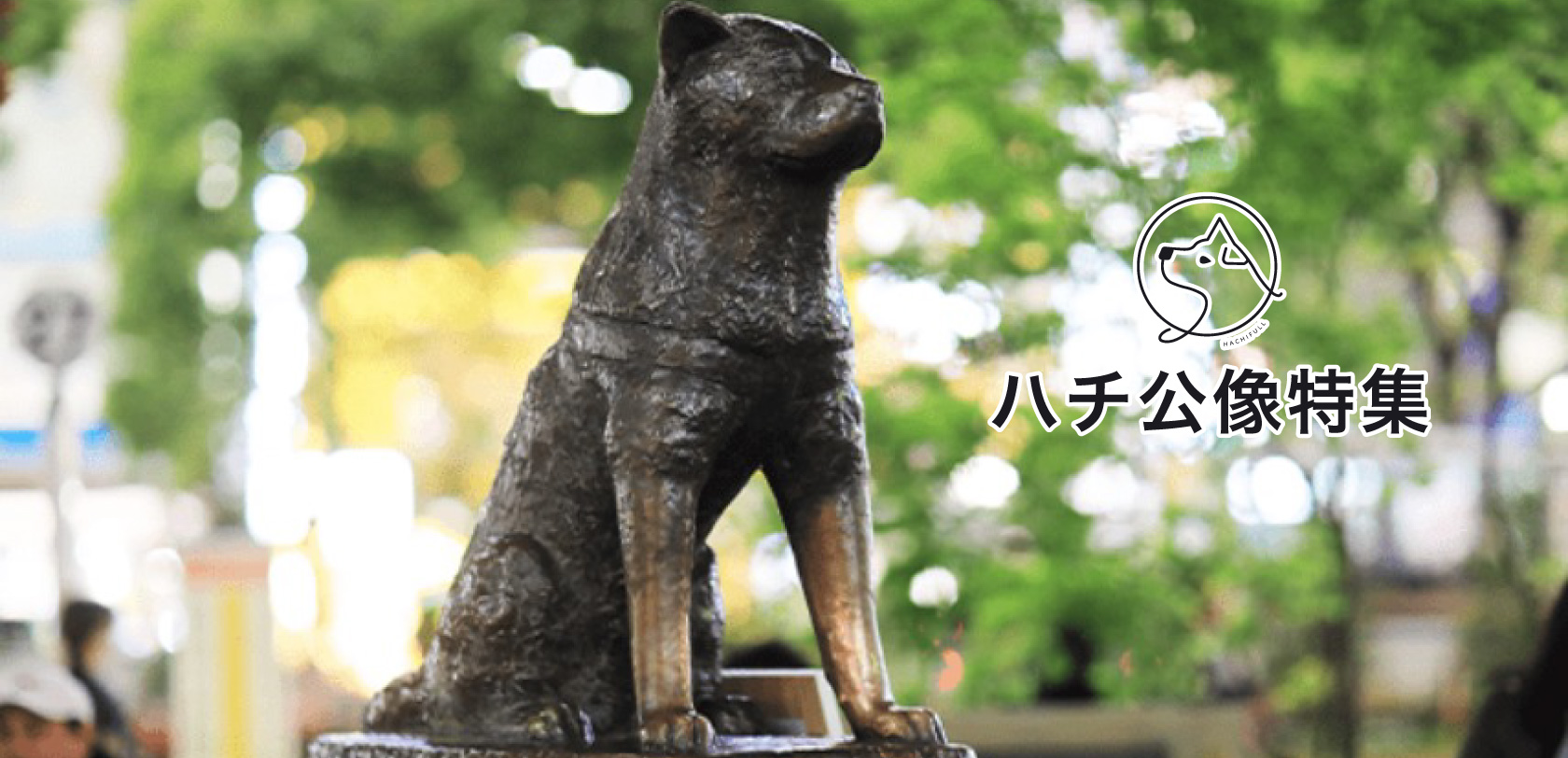 hachi_banner1.jpg